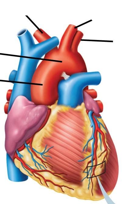 Arteries And Veins Branches Of The Aorta Diagram Quizlet