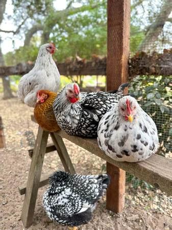 Chickens for eggs or meat - Pullets for sale - farm & garden - by owner