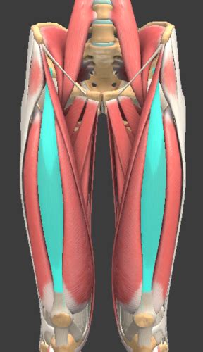 BIO11 Quads Posterior Muscles Of Thigh Hamstrings Human Lab