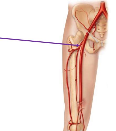 MSK Anatomy Only Pelvis And Hip Not Done Flashcards Quizlet