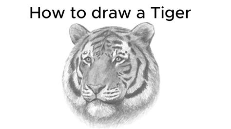 H Ng D N V Con H Chi Ti T How To Draw A Tiger Easy Drawing