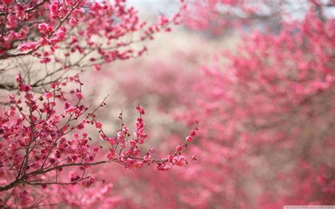 Spring Desktop Wallpaper Spring Wallpaper Pink Flowers Wallpaper