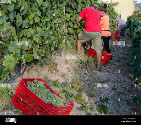 Italy Panorama Of Vineyards Of Piedmont Langhe Roero And Monferrato On