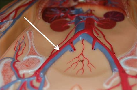 Anatomy Heart Cardiovascular Flashcards Quizlet