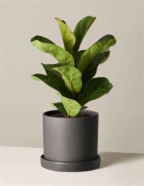 Fiddle Leaf Fig Potted Houseplant Trendy Houseplants Fiddle Leaf