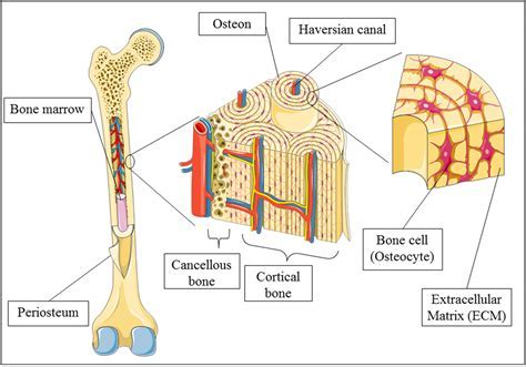 7 Uses For Cancellous Dental Bone Digital Trends