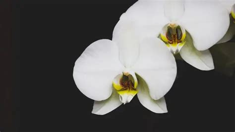 jenis anggrek  bunga cantik   tumbuh  indonesia