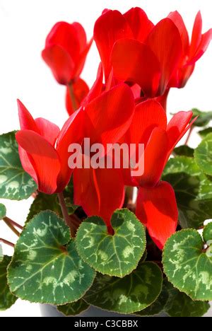 Cyclamen Flower Isolated On White Stock Photo Alamy