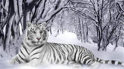 Unique White Tiger Wallpaper K Pixel Paradise