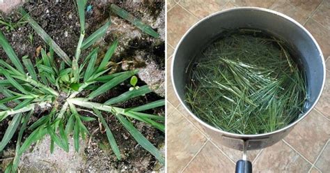 How Goose Grass Can Heal You A Natural Remedy For Dozens Of Diseases