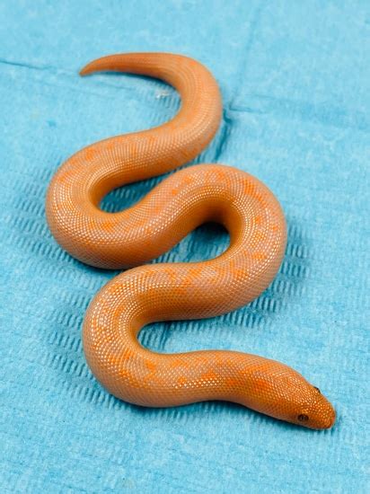 Stripe Albino Splash Het Anery Kenyan Sand Boa By Sandboas By Scott Miller