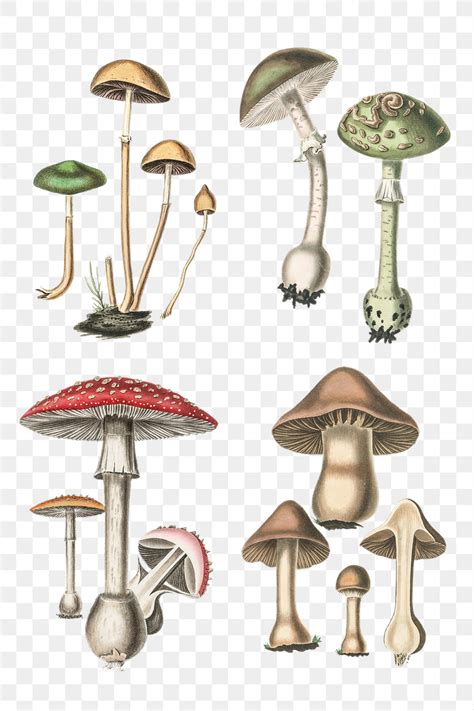 Aesthetic Mushroom Png