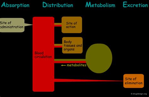 Pharmacokinetics Drug Design Org