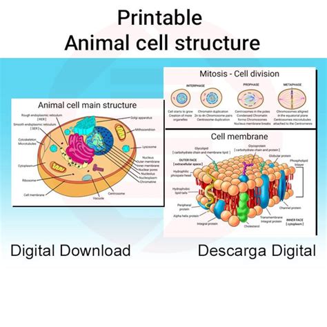 Printable Biology Animal Cell Structure Diagram Membrane Mitosis School ...