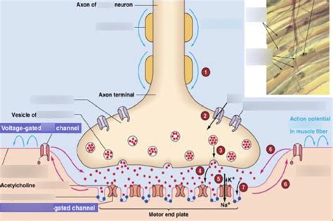 Nervous System I Anatomy Of The Synapse Chemical Synapse Diagram