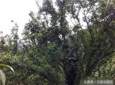 這種水果農村無人摘，掉的滿地都是，城市卻要10元一斤 每日頭條