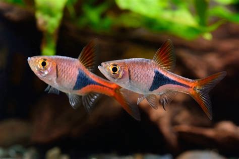 Poisson Eau Douce Aquarium Débutant • Les Plus Belles Photos Par