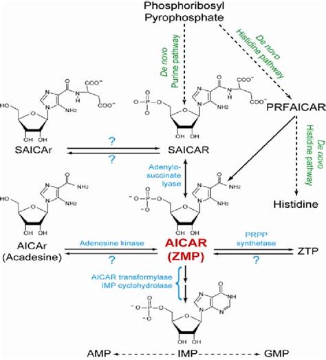 Purine Biosynthesis Pathway