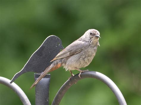 Catbird Gray Recent Fledgling Chris Petherick Flickr