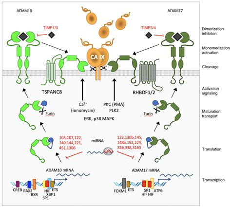 Adam Mediates Shedding Of Carbonic Anhydrase Ix Ectodomain Non