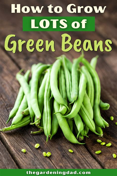 Growing Green Beans from Seed (7 EASY Tips) | Green beans garden, Growing green beans, Planting ...