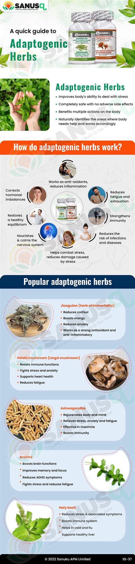 A Quick Guide to Adaptogenic Herbs | SANUSq Health