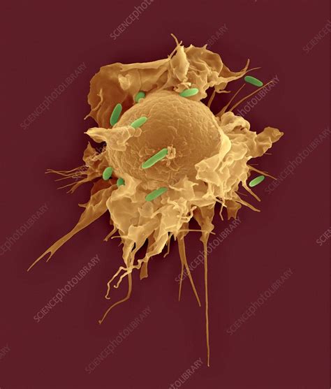 Alveolar Tissue Macrophage Phagocytosis Sem Stock Image C