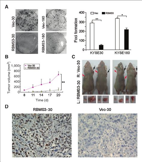 A Foci Formation Assay Showed That The Number Of Foci Formation Left