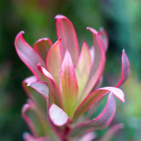 Leucadendron Jolly Joker 14cm Proteaflora Garden World