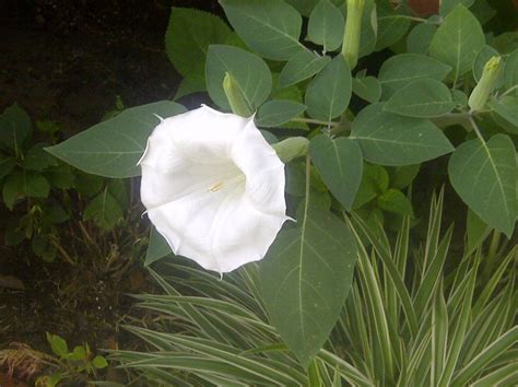 Moon Plant Beautiful Flowers Such An Interesting Plant Moon Plant