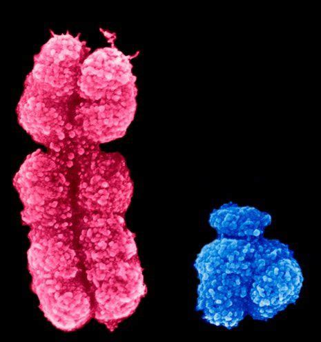 Shocking Detection Of Y Chromosome