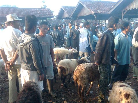 Bisnis Domba Garut Di Tasikmalaya