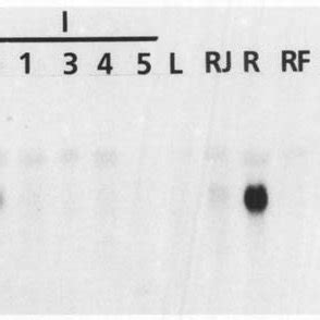 Northern Blot Analysis Of Rna Samples Gg Total Rna Per Lane