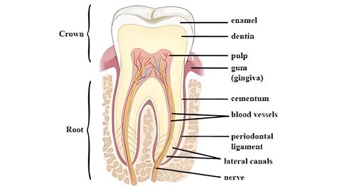 Tooth nerves – Pump Industry