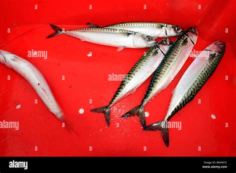 Sea fishing in the UK Stock Photo - Alamy