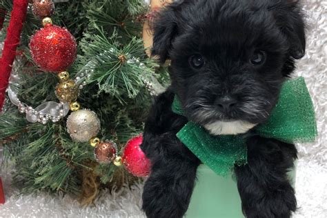 Bolo Malti Poo Puppy B Pawrade