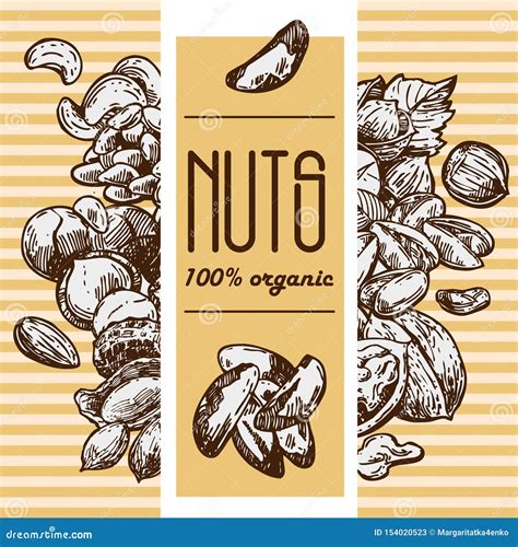 Nuts Set Sketch Style Food Illustrations Hand Drawn Beautiful Pictures