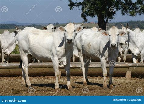 Cow and ox stock photo. Image of fresh, agriculture, bovine - 25001104