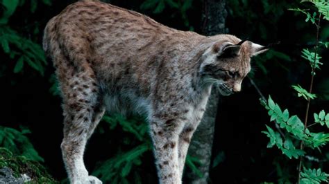 Lynx Reintroduction Needs Public Support Says National Trust Bbc News