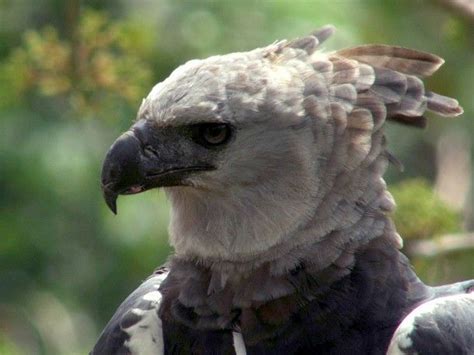 Harpy eagle | Harpy eagle, Predator, Prey