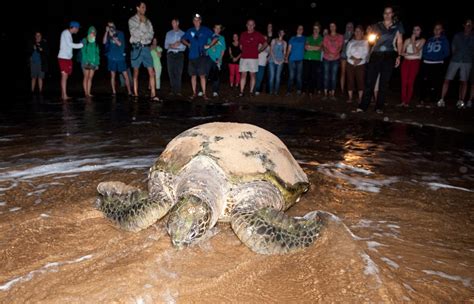 Bundaberg Turtles Predicts Bumper Season Latte Luxury News