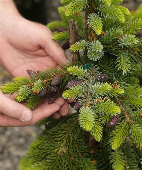 Bruns Weeping Serbian Spruce Bower And Branch