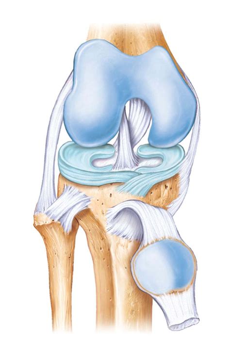 Knee Joint Diagram Quizlet