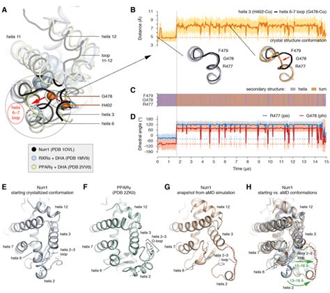 The Putative Nurr1 Ligand Binding Pocket Expands In Molecular Dynamics