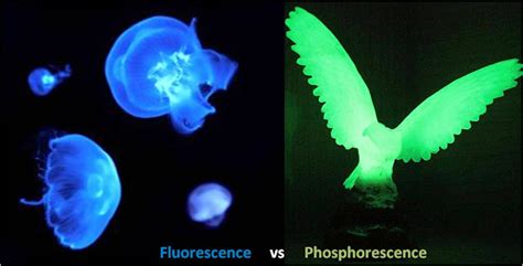 7 Differences Between Fluorescence And Phosphorescence