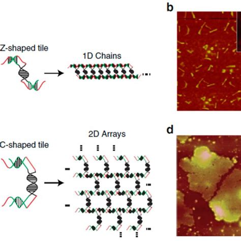 The In Vitro Genetic Encoding Mediated Self Assembly Of Dna To Download Scientific Diagram