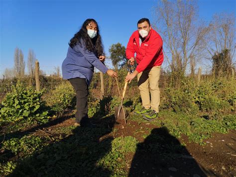 Conaf Impulsa Programa De Arborizaci N En Barrios De La Regi N De Uble