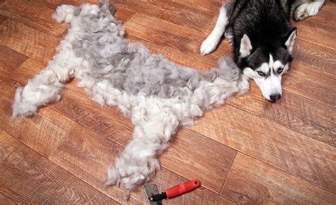 Do Huskies Shed Husky Shedding And Grooming