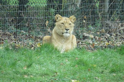 African Lion Female Taken At Longleat Safari Park Wilts Flickr