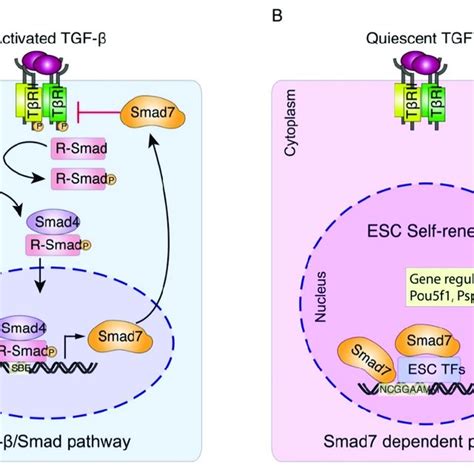 Working Model For Smad Mediated Transcriptional Regulation In Mesc